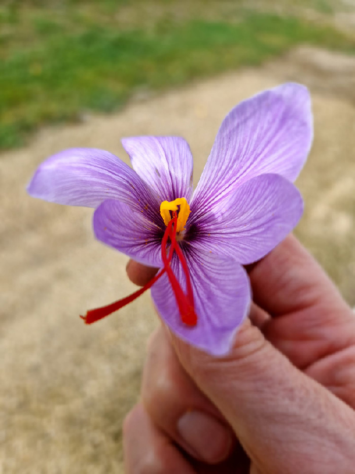 Belle-fleur-de-Safran