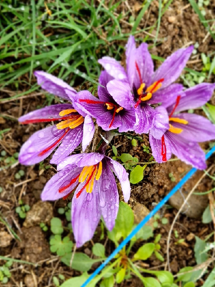 Fleurs-de-safran