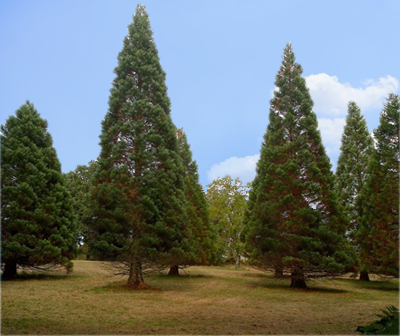 sapin